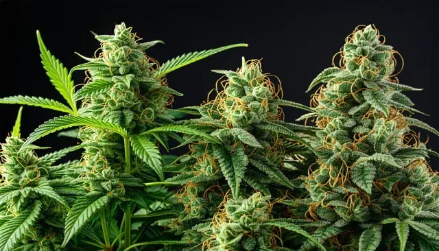 Maine Town Applies Medical Cannabis Fees to Recreational Licenses Pending Cost Review